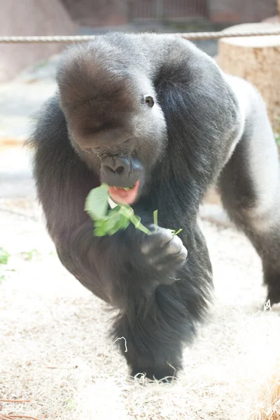 Gorilla in der Voliere — Stockfoto