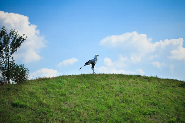Sekretarz ptak stojący na tle niebieskiego nieba — Zdjęcie stockowe
