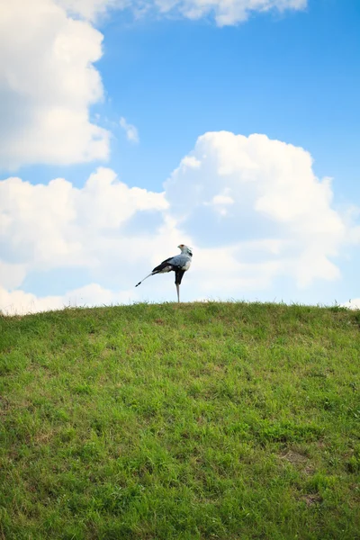 Sekretärsvogel steht auf blauem Himmel — Stockfoto