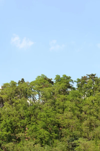Drzewa przeciwko błękitnemu niebu — Zdjęcie stockowe