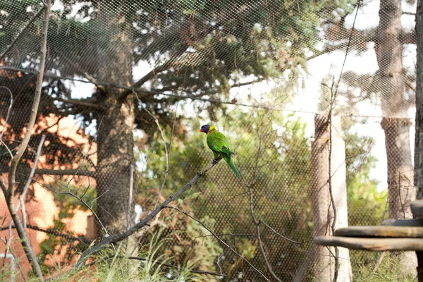 Papuga w ptaszarnia — Zdjęcie stockowe