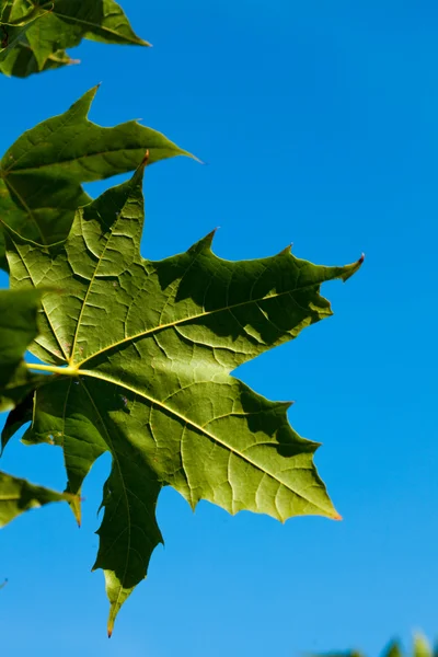 Akçaağaç yaprağı mavi gökyüzü — Stok fotoğraf