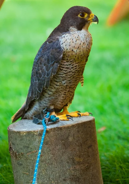 Águila sobre un fondo de hierba verde —  Fotos de Stock