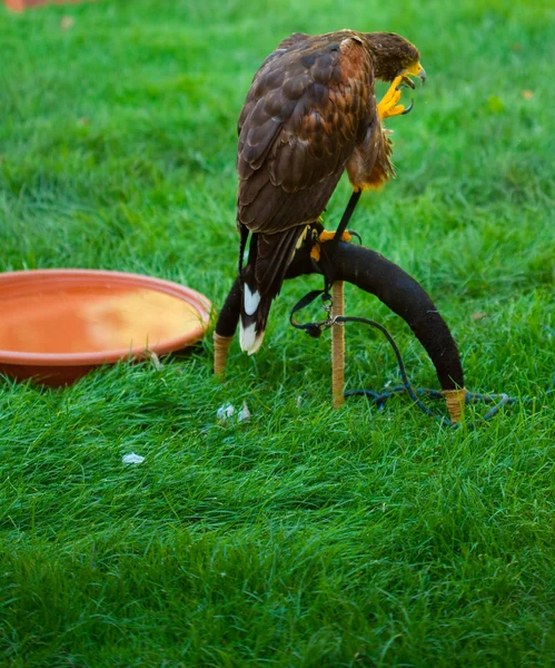 Águila sobre un fondo de hierba verde — Foto de Stock