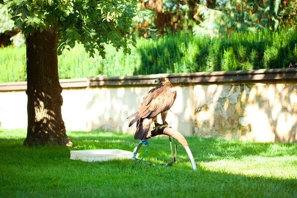 绿草背景上的鹰 — 图库照片