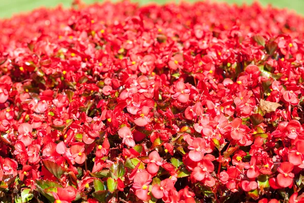 在公园里的绿草的背景上的红色花朵 — 图库照片