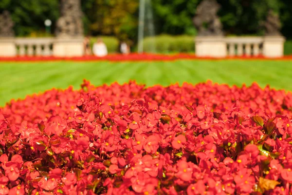 在公园里的绿草的背景上的红色花朵 — 图库照片