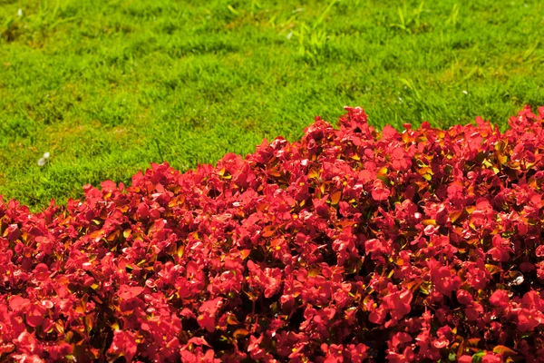 Red flowers on a background of green grass in the park — Stock Photo, Image