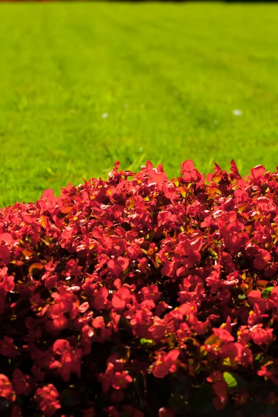 緑の芝生の公園で背景の赤い花 — ストック写真