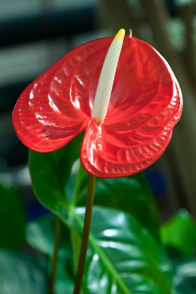 Piękny czerwony kwiat — Zdjęcie stockowe
