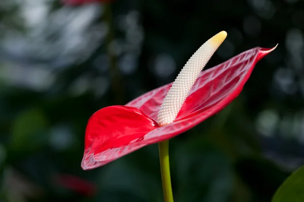 Bela flor vermelha — Fotografia de Stock