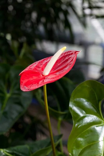 美丽的红色花卉 — 图库照片