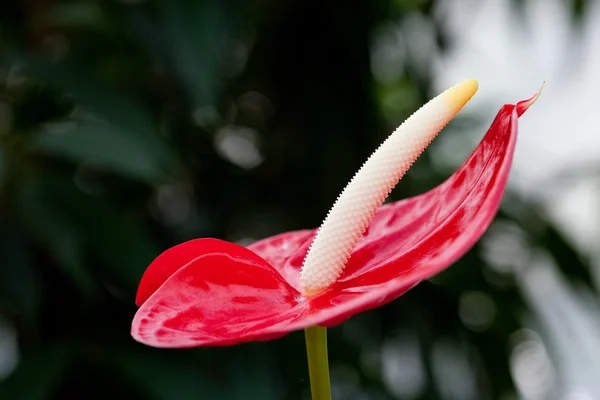 Piękny czerwony kwiat — Zdjęcie stockowe
