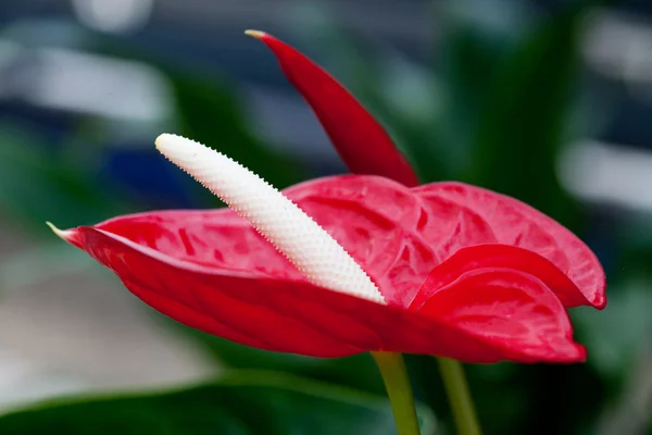 Bellissimo fiore rosso — Foto Stock