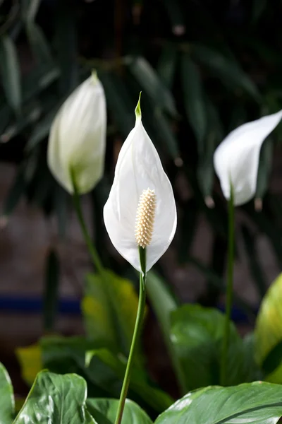 सुंदर पांढरा फूल — स्टॉक फोटो, इमेज