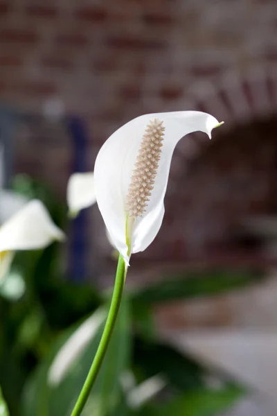 Mooie witte bloem — Stockfoto