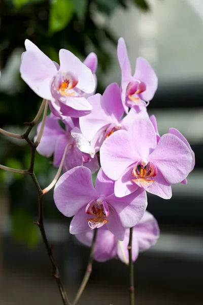 Фиолетовые цветы — стоковое фото