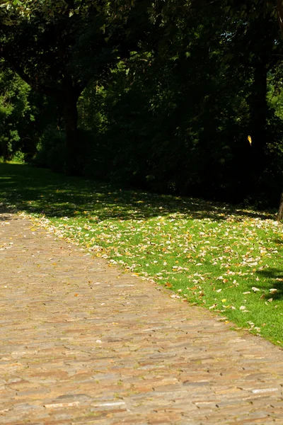 Hintergrund von grünem Laub im Park — Stockfoto