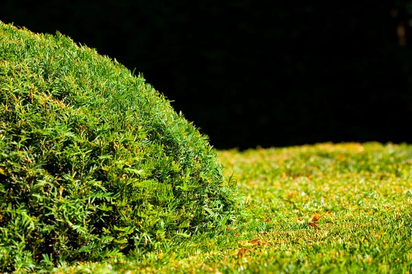 Background of the trimmed bushes — Stock Photo, Image