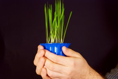 erkeklerin elinde yeşil sürgünler bir pot