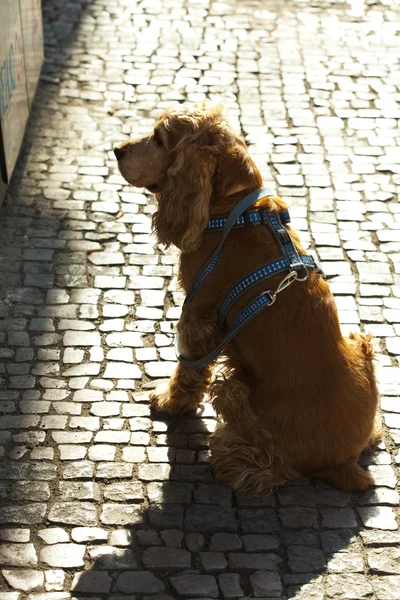 Собака в ожидании хозяина — стоковое фото