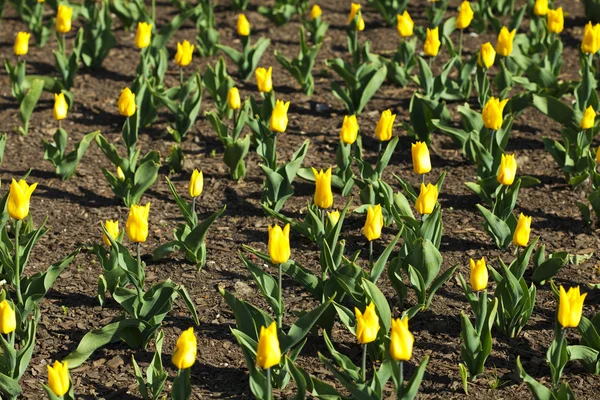Feld aus gelben Tulpen — Stockfoto