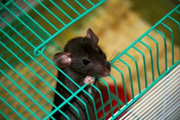 Rato home olhando para fora da gaiola — Fotografia de Stock