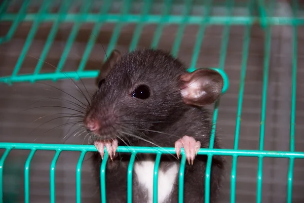 Домашняя крыса, выглядывающая из клетки — стоковое фото