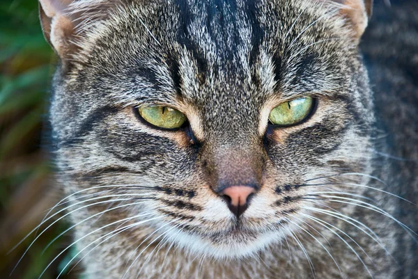 Portret van een prachtige kat in de natuur — Stockfoto