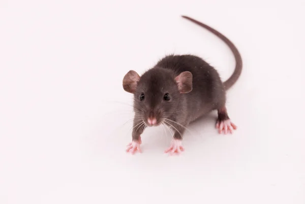 Rato doméstico isolado em branco — Fotografia de Stock