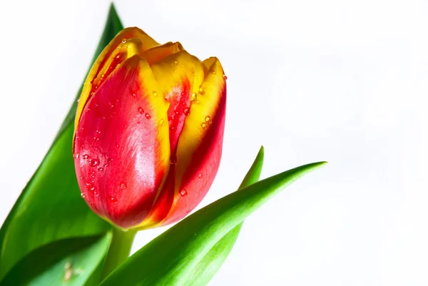 Tulipa vermelha isolada em branco — Fotografia de Stock