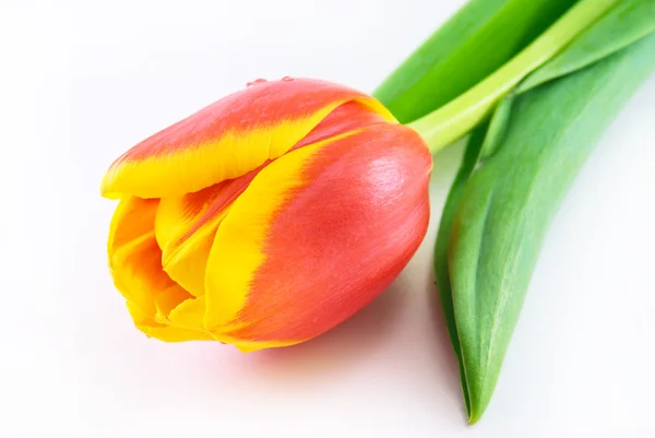 Tulipano rosso isolato su bianco — Foto Stock