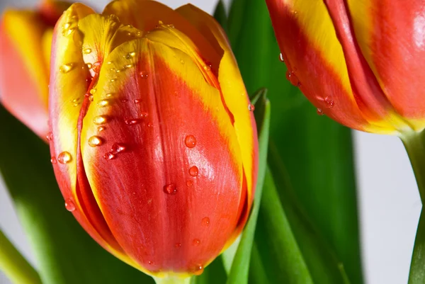 Tulipa vermelha isolada em branco — Fotografia de Stock