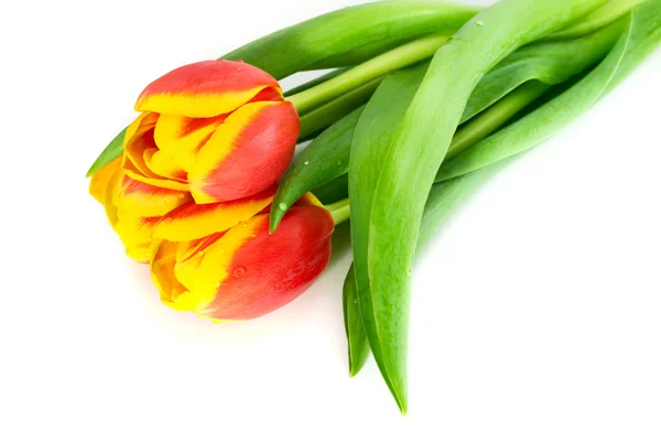 Red tulips isolated on white — Stock Photo, Image