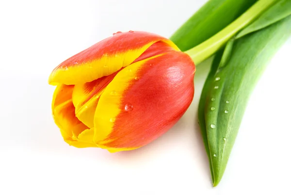 Czerwone tulipany wyizolowane na białym — Zdjęcie stockowe