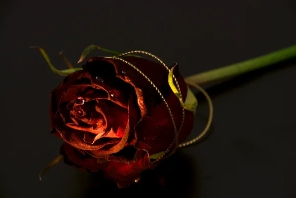 Conceptualmente destacar rosas em um fundo preto — Fotografia de Stock