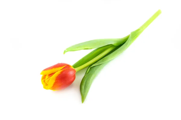 Czerwone tulipany wyizolowane na białym — Zdjęcie stockowe