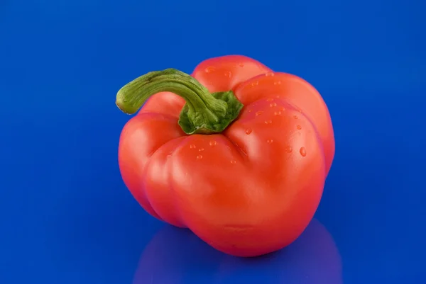 Röd paprika på blå bakgrund — Stockfoto