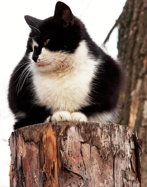 Gato en un árbol — Foto de Stock