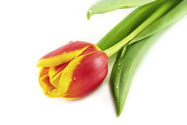 Tulipanes aislados en blanco — Foto de Stock