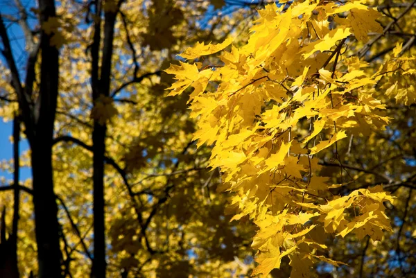 Sarı yapraklar mavi gökyüzüne karşı — Stok fotoğraf