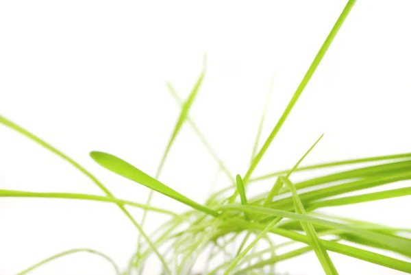 Un mechón de hierba aislado en blanco — Foto de Stock