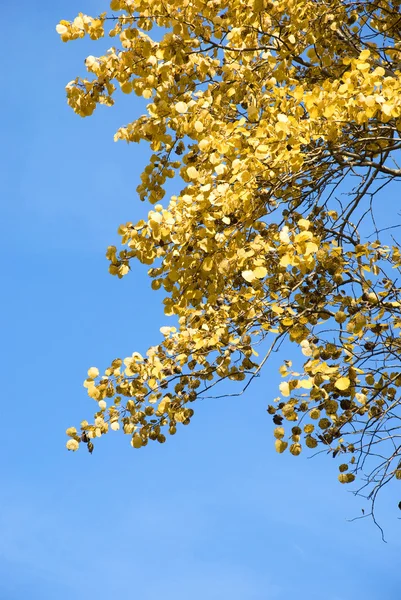 푸른 하늘을 배경으로 노란 나뭇잎 — 스톡 사진