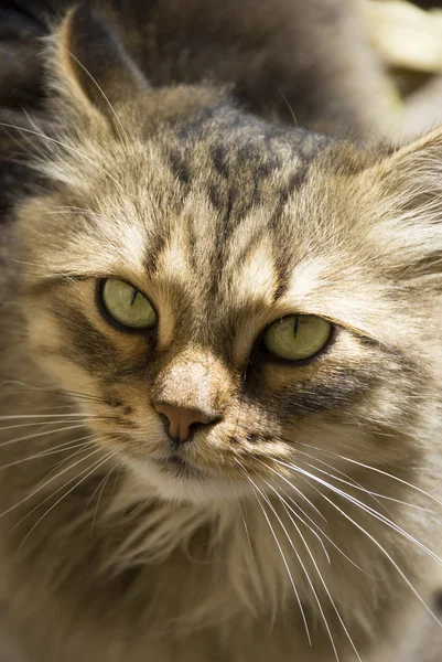 Портрет красиві Сибірський кіт — стокове фото