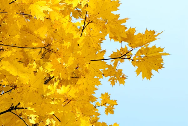 Folhas amarelas contra o céu azul — Fotografia de Stock