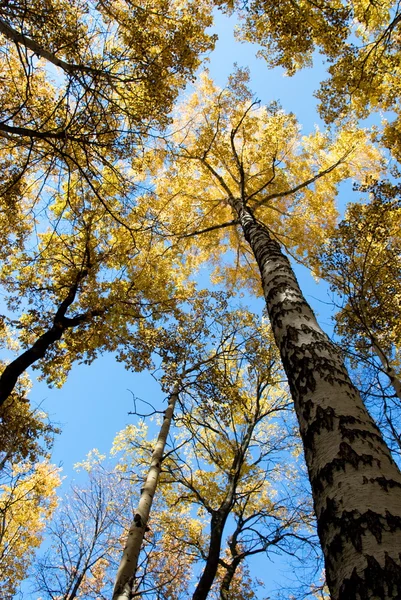 Fák, az ég felé nyúlik — Stock Fotó