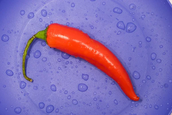 Chili pepper on a plate — Stock Photo, Image