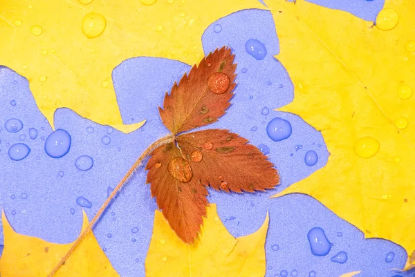 Tło z liści jesienią — Zdjęcie stockowe