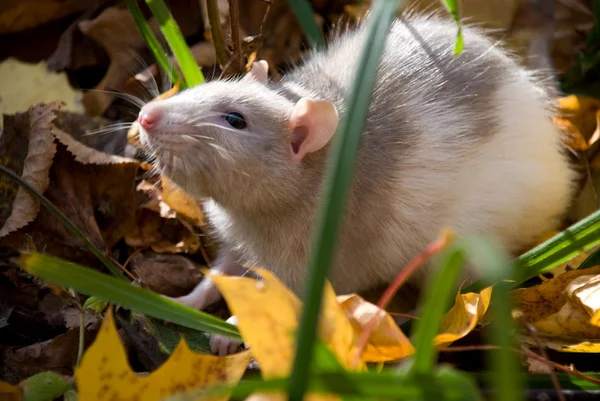 Szczur domowych w lesie — Zdjęcie stockowe