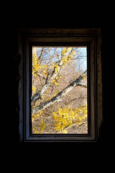 Осінній малюнок вікно — стокове фото